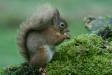 Red Squirrel
